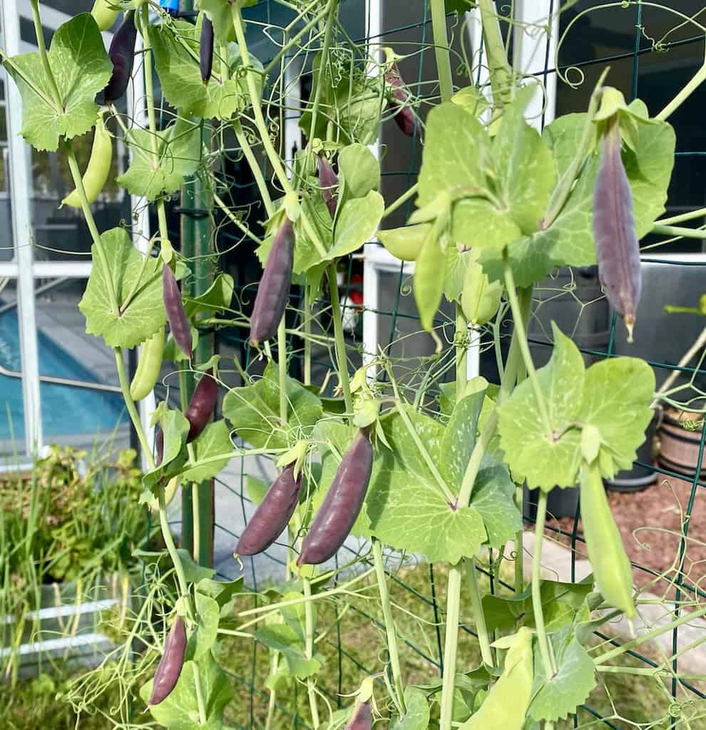 Sugar magnolia purple pea plant